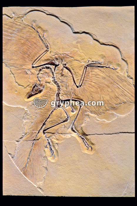 Archaeopteryx (plaque entière) - Jurassique supérieur (Solnhofen, Bavière, Allemagne) - gryphea.org